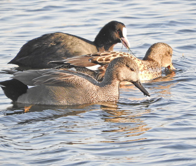 Coot are feeding hundreds of duck!